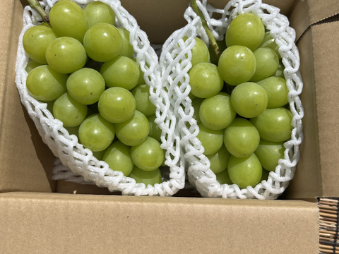 農家直送！完熟シャインマスカット佐久穂産１ｋｇ前後(2房)