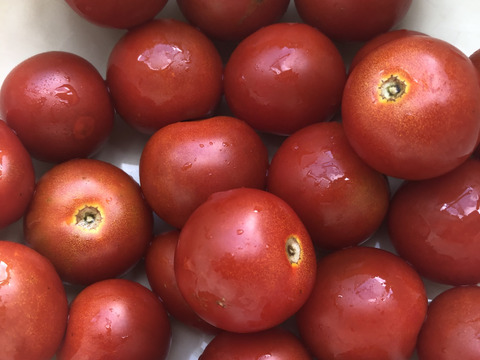 赤紫蘇1キロ＋季節の採れたて夏野菜詰め合わせセット通年農薬不使用