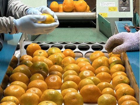 酸味と甘味のバランスの良い旬のちえみかん🍊（田口早生）５㌔