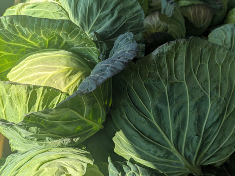 甘いキャベツとくみつ　寒玉８玉