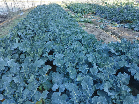 淡路島　ブロッコリー5株