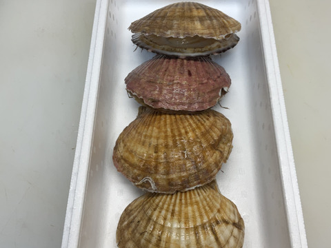 【特大のその上】活ホタテ/殻付き/1個400~500g前後/4枚セット【生】