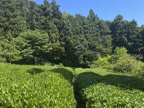 【ポンと入れるだけ！】ティーパック　数量限定！【一番茶のみ使用】　新茶　5月収穫　静岡県産　個包装5g×15