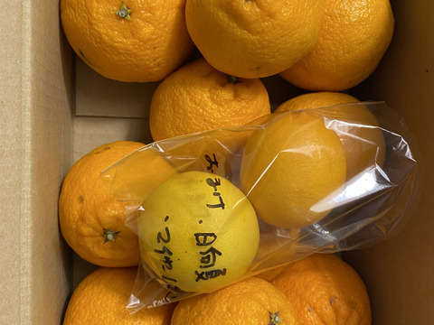 甘くて爽やかな「不知火」（デコ）約２㎏（箱込）（M～L、8～12玉）静岡県から産地直送