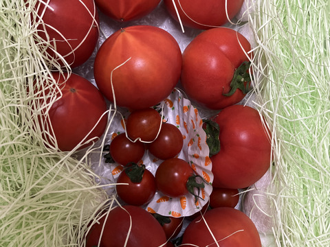 ★平均糖度10.5度！★完熟★名水育ち★究極のフルーツトマト「海部川のしずく」800g(6〜20個)　品種は驚きの桃太郎！