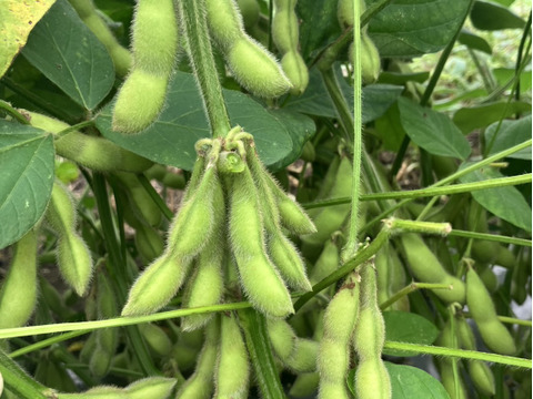 【緊急】9/2まで🉐農薬化学肥料・除草剤不使用🫛北海道産　枝付き枝豆　80サイズ段ボールめいいっぱい📦約2キロ以上