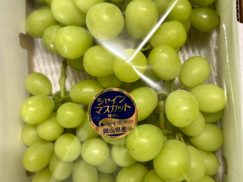 岡山産直！種無しご家庭用あま〜い！シャインマスカット1.5kg箱3〜4房入り