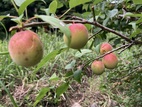 🩷自然農🍑高知産桃みたいな梅⭐︎農薬化学肥料除草剤なし無肥料💖つやつや稀少2キロ中〜小のこぶり