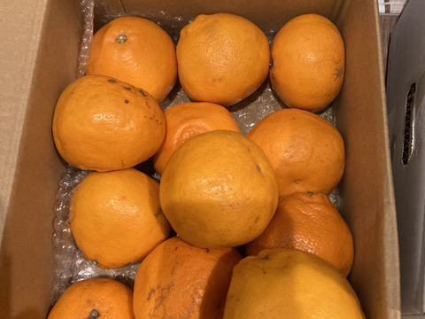 ラスト２箱【数量限定☆希少の高級柑橘🎁】はるみ２㎏🍊