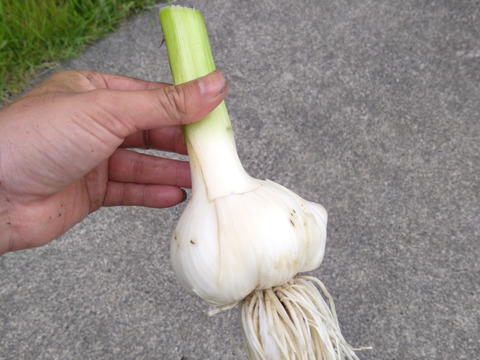 ジャンボにんにく