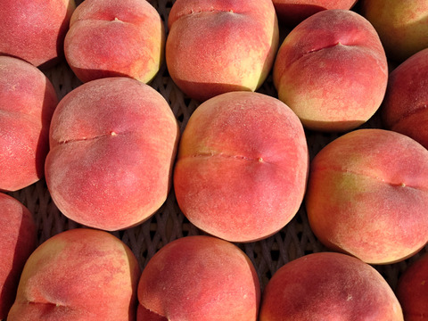 朝もぎ、当日発送！！
甘み、香りの【みさか白鳳】桃🍑２㌔（６〜８個）