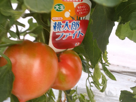 【限定20名】トマト桃太郎が人気！トマト６個入り　(泉州生水なす２個プレゼント中）