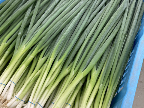 九条ねぎには負けてへん 香り抜群 京野菜 山城のねぎ 袋詰め1箱7kg 京都府産 食べチョク 農家 漁師の産直ネット通販 旬の食材を生産者直送