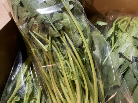 pikku myyさん専用サイト
春のほうれん草　【直ぐお届けできます】
２００ｇ入りを１５パック（３ｋｇ）
農薬不使用の栽培です。
お子様や妊婦さん、お年寄りにも安全で安心に召しがって頂けます。