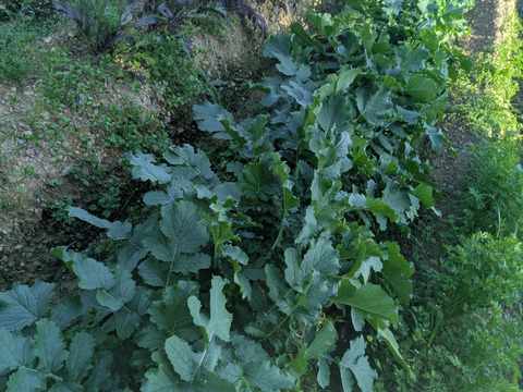 ❄️☃️冬の野菜セット☃️❄️