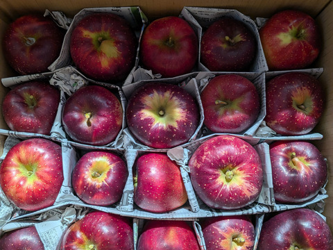 数量限定！訳アリ規格外！信州麻績村産の秋映5kg