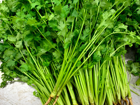 ＜パクチー＊2kg＞自家製堆肥で育てた土の力で、まさに力強い風味☆【おうちごはん】【パクチー】【香菜】【コリアンダー】【ハーブ】【エスニック】