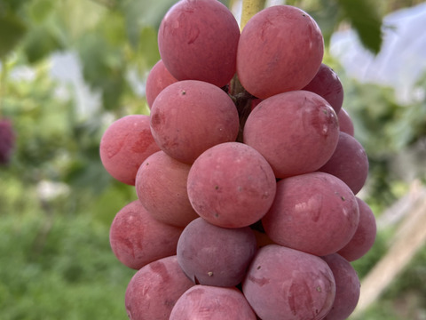 紅①　幻のブドウ【紅伊豆】　1kg前後〜1.5kg位
化粧箱入　(6〜8房位)