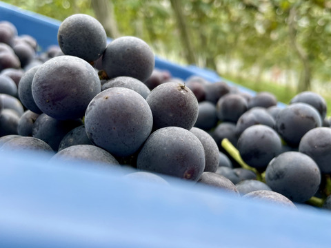 ホットぶどうジュース【ホッとキャンベル】1000ml×1本【ホッとナイアガラ】1000ml×1本