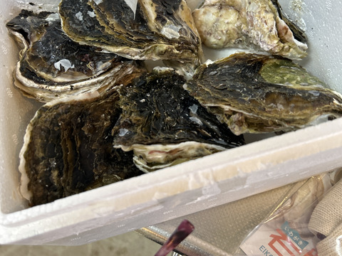 【身入り最高の生食用】ぷりっぷり！濃厚！岩牡蠣(6個入)　島根県築島産【父の日ギフト】