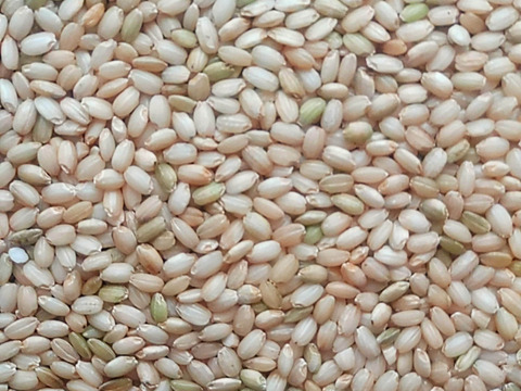 もち米味比べ 【モチ白米２ｋｇ&モチ玄米２ｋｇ 】 特別栽培マンゲツモチ【低農薬（80％以上削減）】天然資材＆有機質肥料のみ✨米・穀類🥇１位受賞AW2023