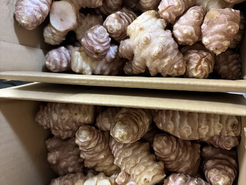 【大きい！仮洗浄済み！】イヌリンたっぷり♪香川県産紅キクイモ　4kg(きくいも、菊芋)