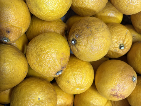 【訳あり】さわやかジューシー！サザンイエロー2.5kg