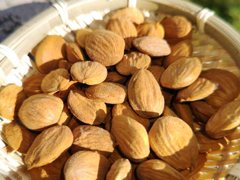 貴重な国産！山形県産マルコナアーモンド殻付き　500g