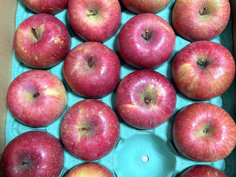 【王道サンふじ】　5㎏　13～20玉　本場青森りんご　農家直送　元気なりんご