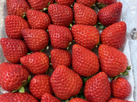 ❤口いっぱいにあふれる果汁❤ いちごさん 約７００ｇ🍓