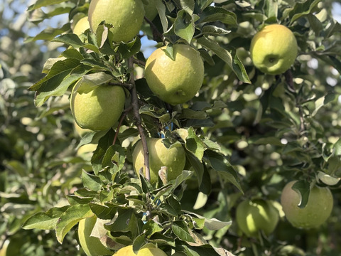 長野県産　りんご グラニースミス 約5kg