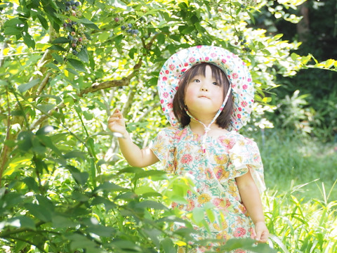 農薬不使用　そのまま美味しい！お特な中粒１kg冷凍ブルーベリー