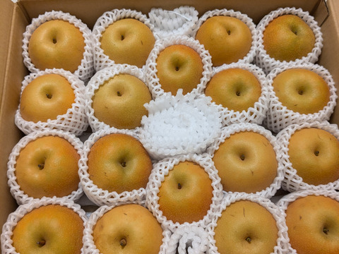 令和7年10月発送【特別栽培農産物】生産者一押し！とにかく甘い！和梨の南水5㎏