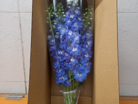 【ブルーの花で癒しの贈り物】可憐で鮮やかなデルフィニウム★１束★熊本高森から直送便★ギフトにもオススメ‼