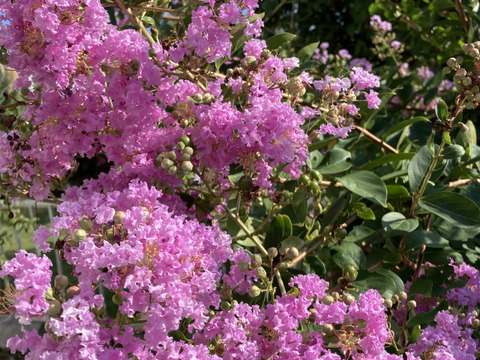 【冬ギフト】4種のハチミツさん160gx4  お熨斗、対応可。