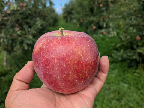 みずみずしい「シナノリップ」（自家用）3㎏