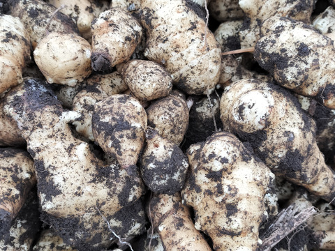 自然栽培のキクイモ土付き10㎏限定価格生菊芋⭐⭐️⭐️⭐️⭐️