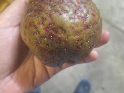 超訳あり規格外ラフランス　箱込5.5キロ