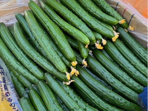 【味や実入りはA級品】きゅうり社長の朝どれ新鮮きゅうり！埼玉本庄産／不揃い訳あり／常温配送3㎏（15〜20本）