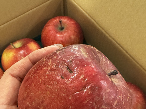 発送中　味濃く甘いシャキッと蜜入りサンフジ３キロ家庭用　１２個入り　※販売中　即発送