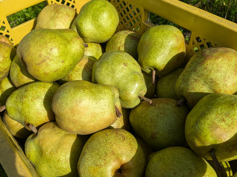 果物の女王ラ・フランス　特秀　約2kg　3L