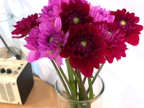 ダリア　【エタニティロマンス&ルージュ】（各5本）計10本束　30〜50㎝