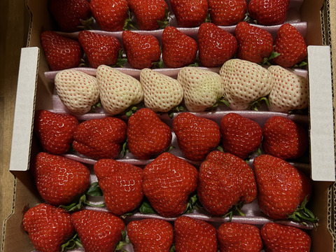 白イチゴ入り！【訳ありお買い得！】サイズ、品種お任せ！不揃いイチゴ