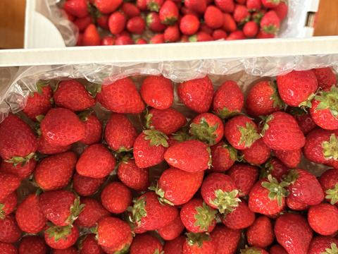 よつぼし☆小粒2kg