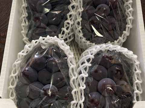 甘すぎて食べ過ぎる！ぶどうの定番岡山県産ピオーネ（3〜4房入）