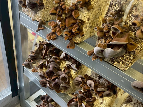 半額キャンペーン【稀少】国産乾燥きくらげ　100g