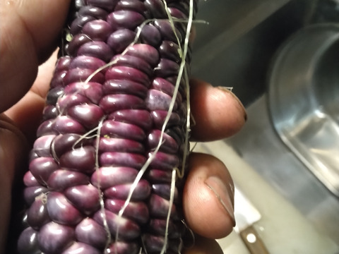 黒もちトウモロコシ （農薬化学肥料不使用）6本セット