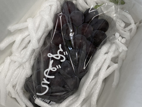 【夏ギフト】大粒・大房！山梨県産藤稔 1kg