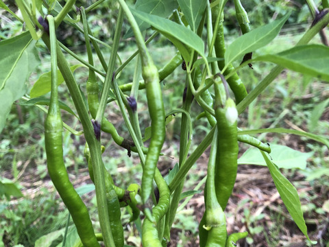 今期最終販売終了【農薬・化学肥料不使用栽培】　青森県産　青唐辛子"ひもとうがらし" ６００ｇ