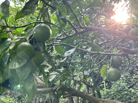 果汁たっぷり！熊本県産　安心の自然栽培【かぼす】